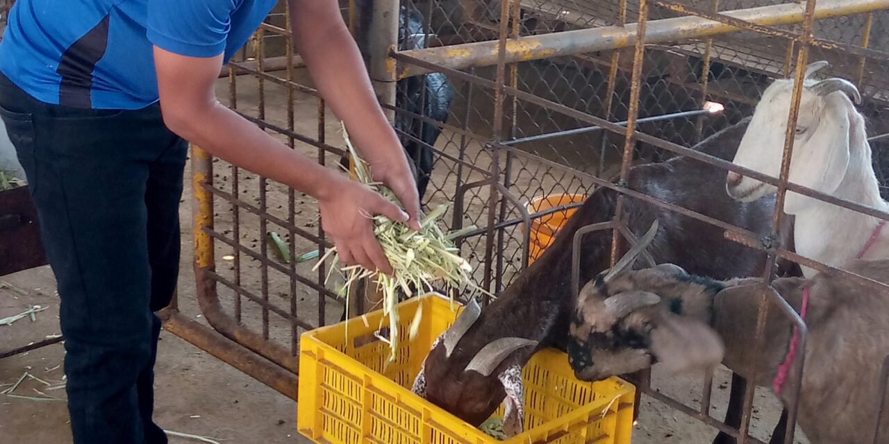 शेती आणि पशुपालन विभाग